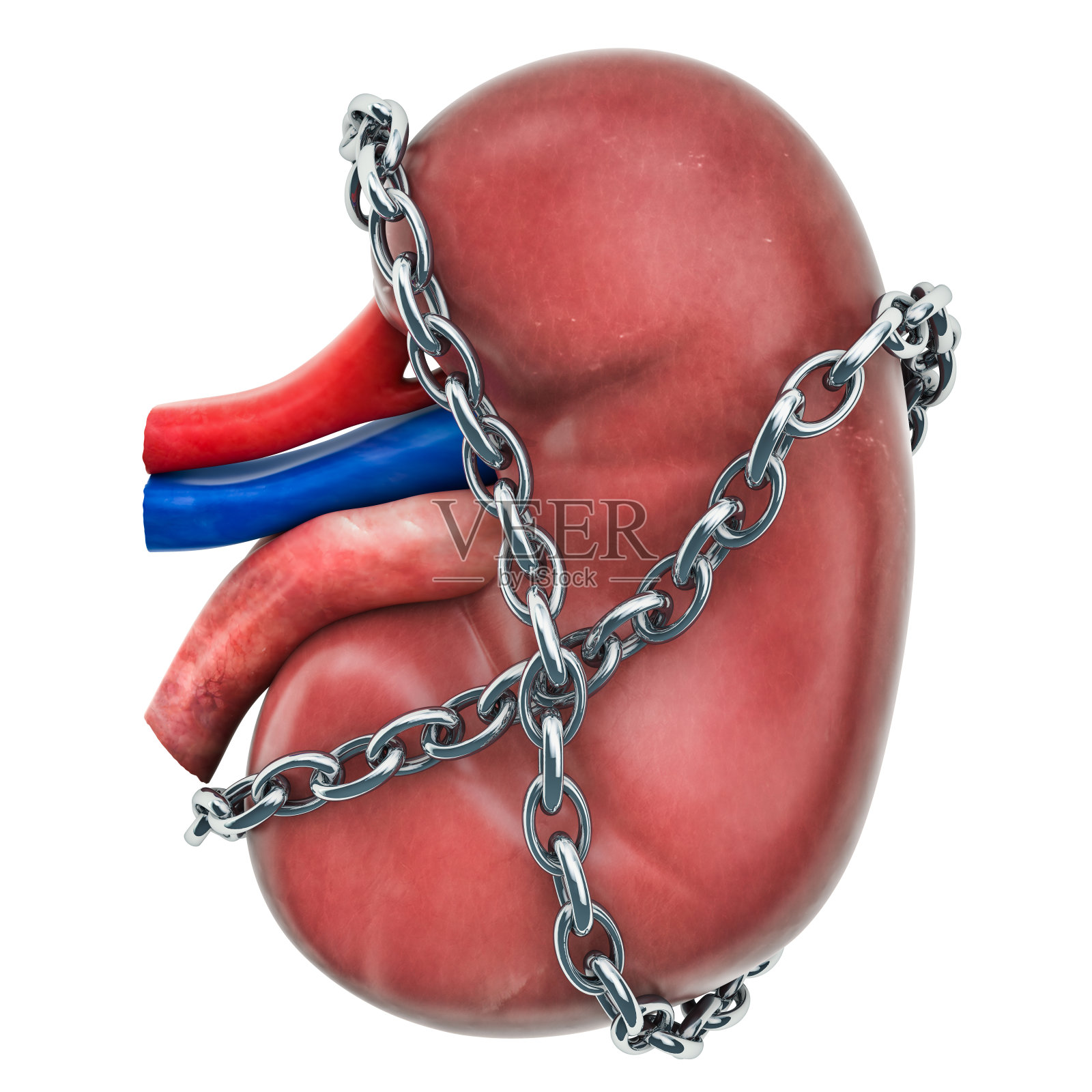 肾脏疼痛的概念。人肾带链。3D渲染孤立的白色背景照片摄影图片