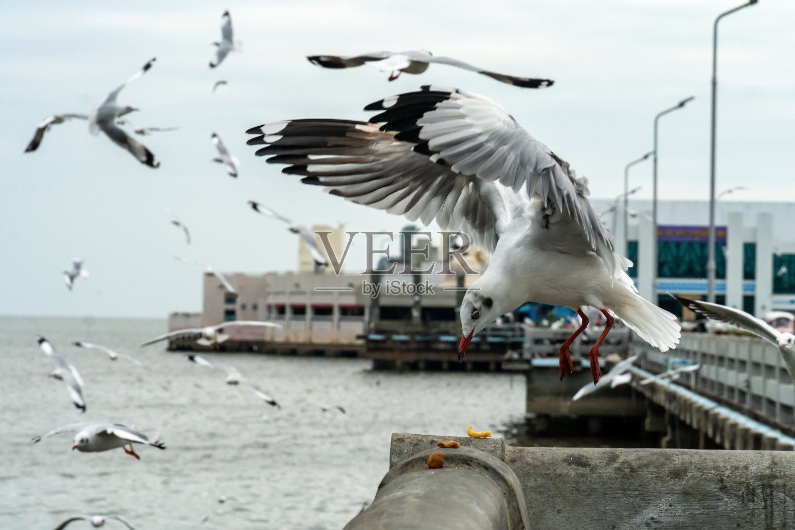 泰国曼谷邦浦的海鸥照片摄影图片
