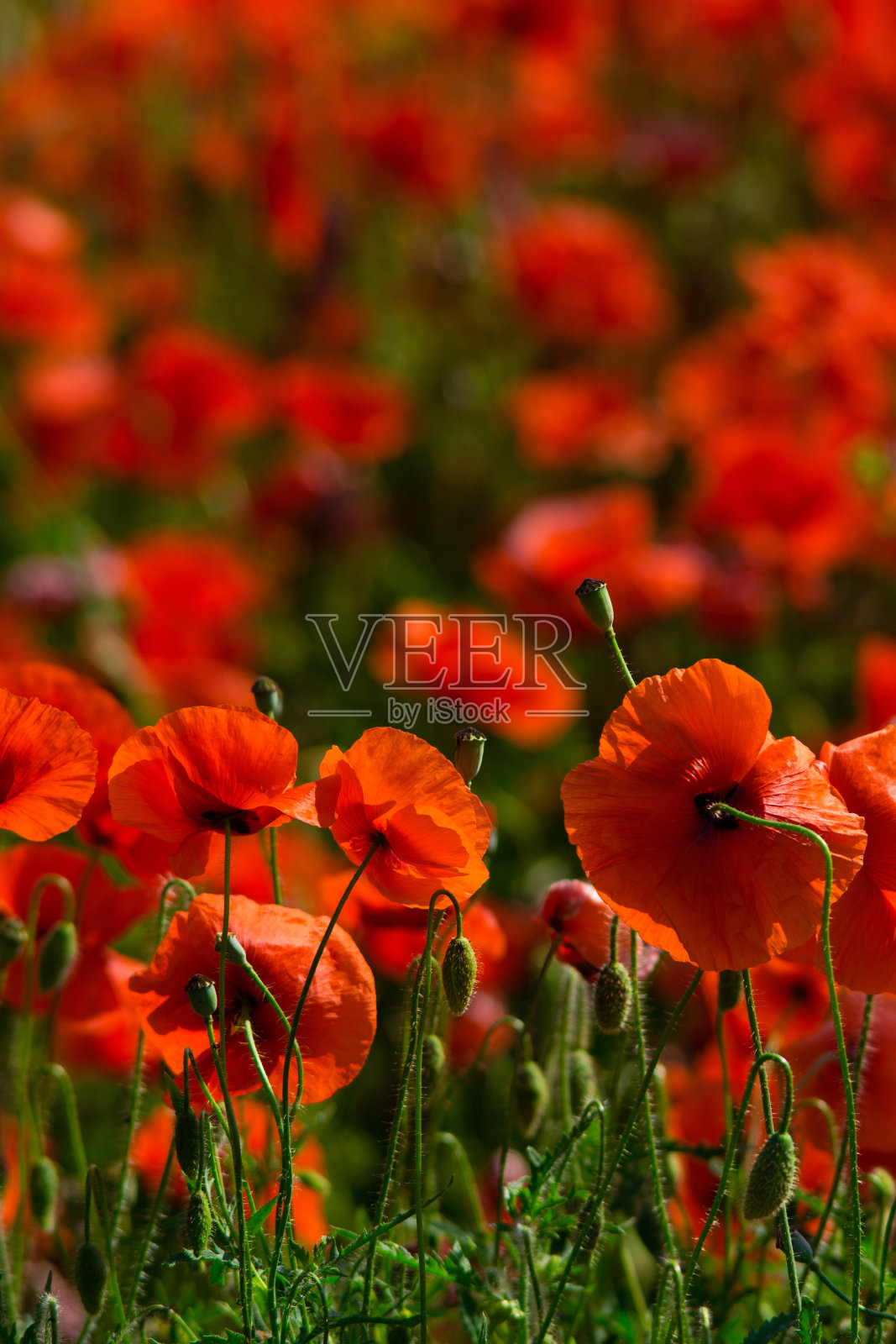 罂粟红花田照片摄影图片