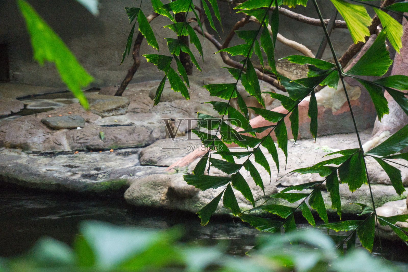 特写照片的热带树叶在野外照片摄影图片