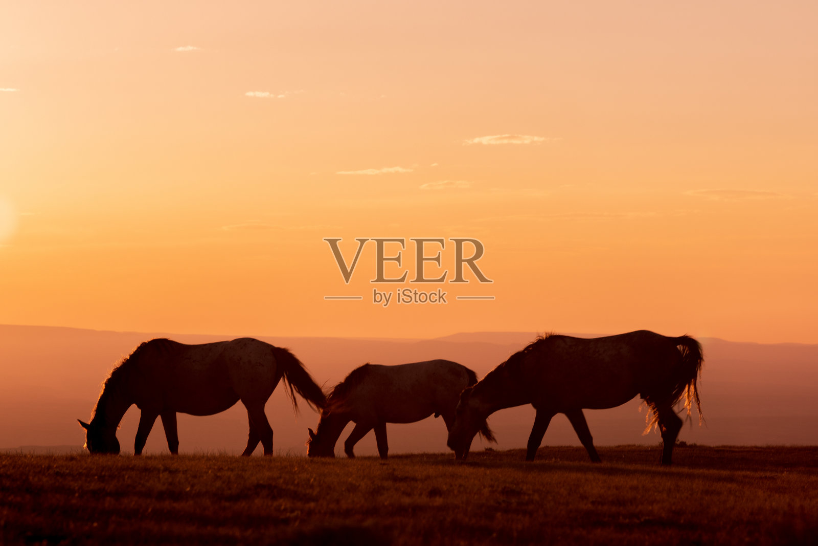 野马在日落时的剪影照片摄影图片