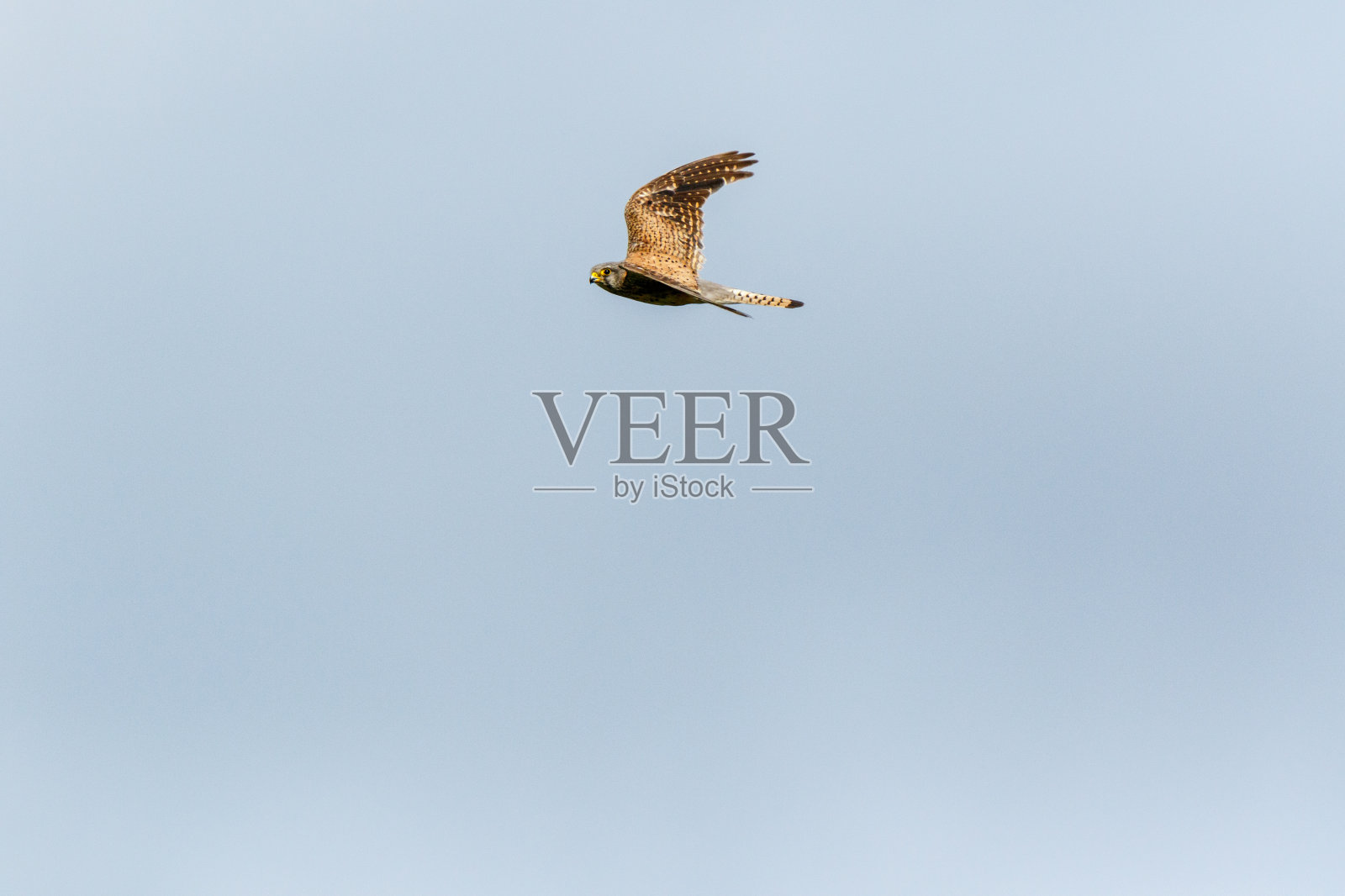 常见的凯斯特雷尔 （法尔科丁努库鲁斯） 。照片摄影图片