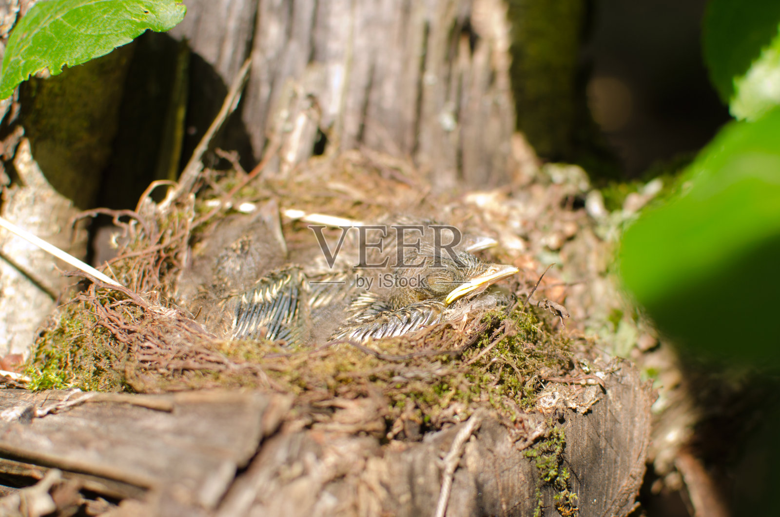 在花园里一棵老树的树干上，有一窝野鸟的雏鸟照片摄影图片