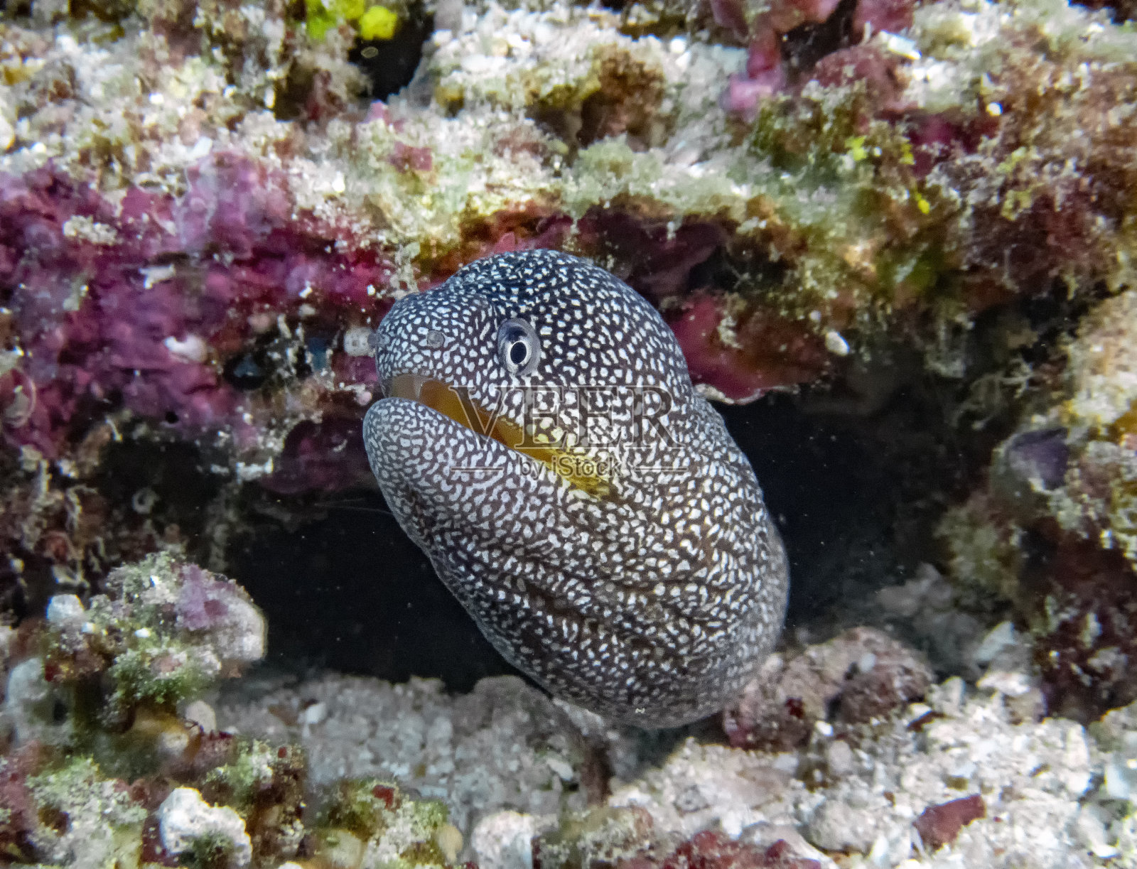 印度洋的黄嘴海鳗(裸胸鱼)照片摄影图片