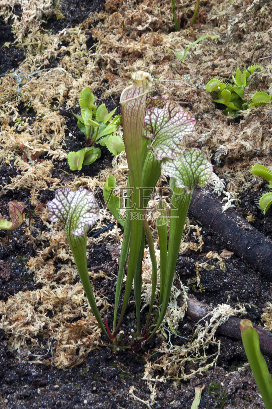 水杨草或白色猪笼草照片摄影图片