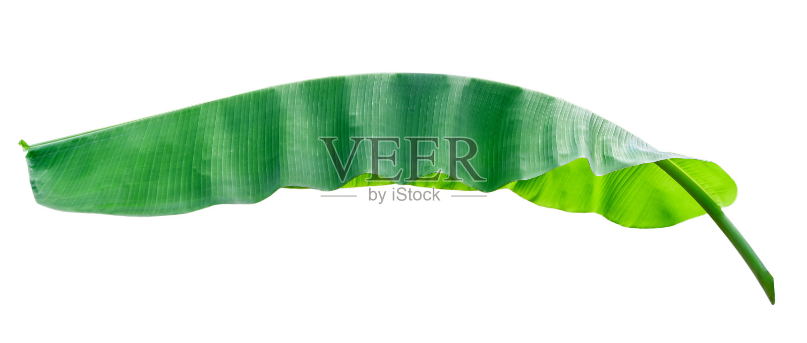芭蕉叶孤立在白色背景，文件包含与剪辑路径。照片摄影图片