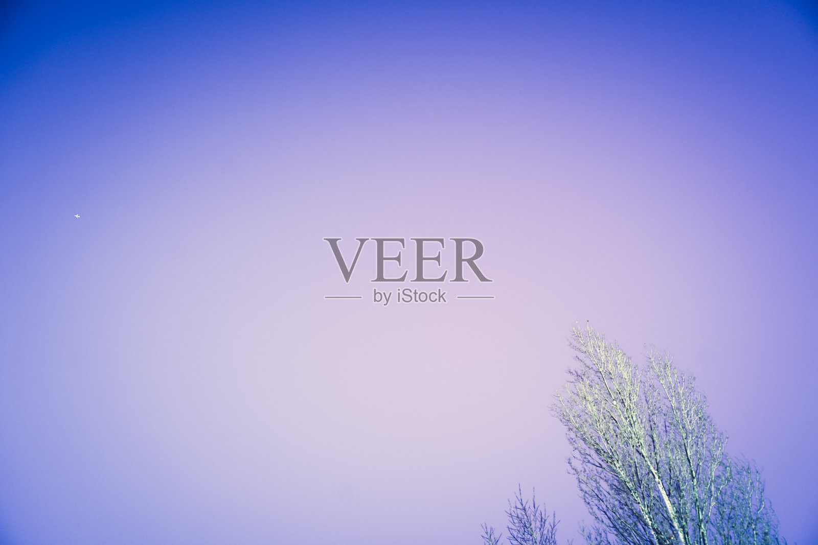 树枝上满是雪照片摄影图片