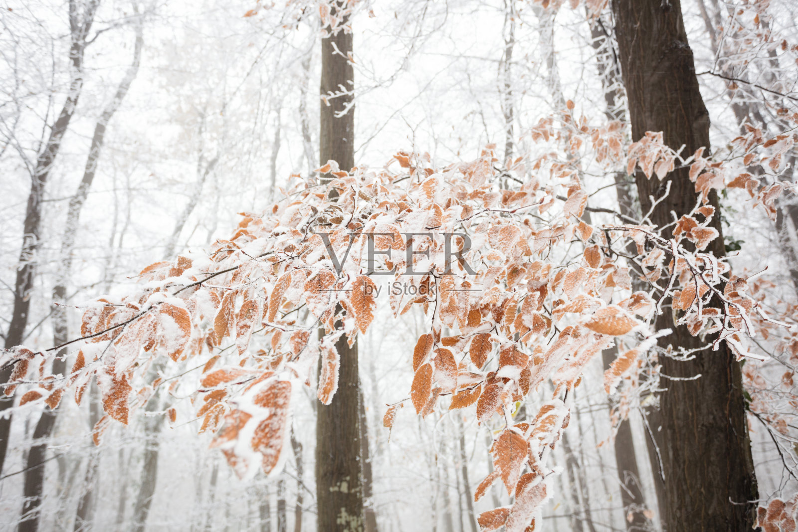 冰冻的山毛榉树枝上橙黄色的叶子覆盖着深秋的雪。背景中有雾的森林照片摄影图片