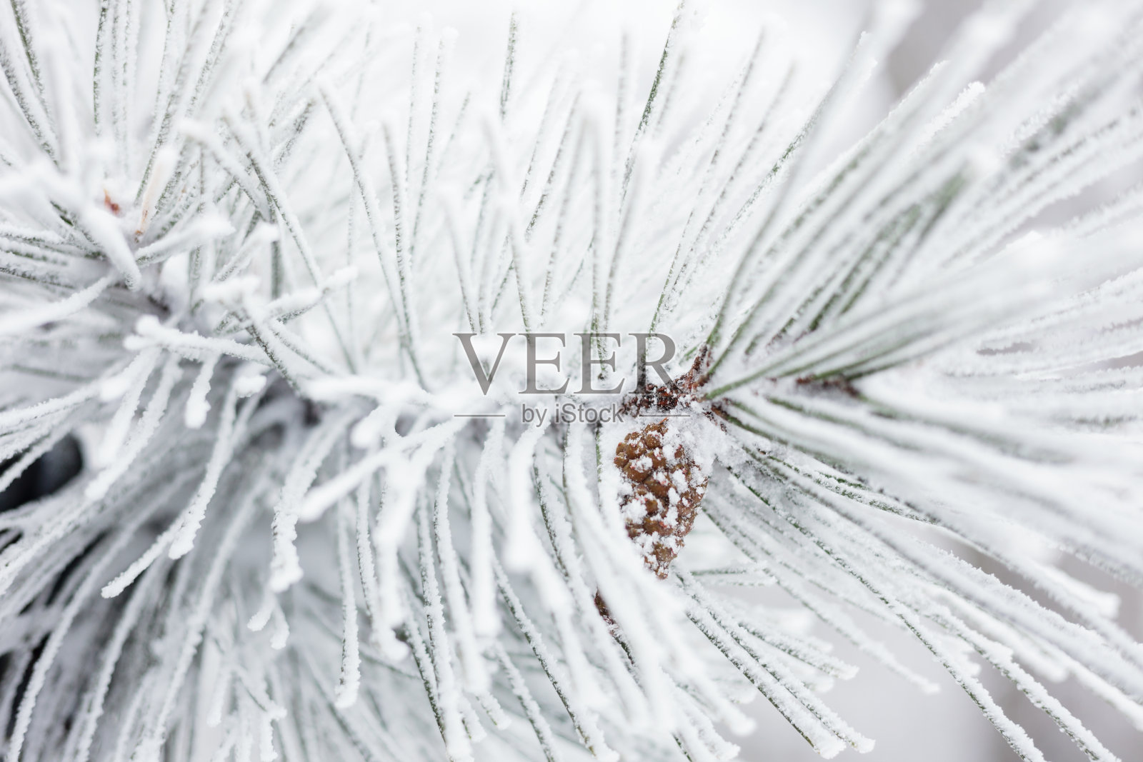冰雪覆盖的松果和松针的特写照片摄影图片