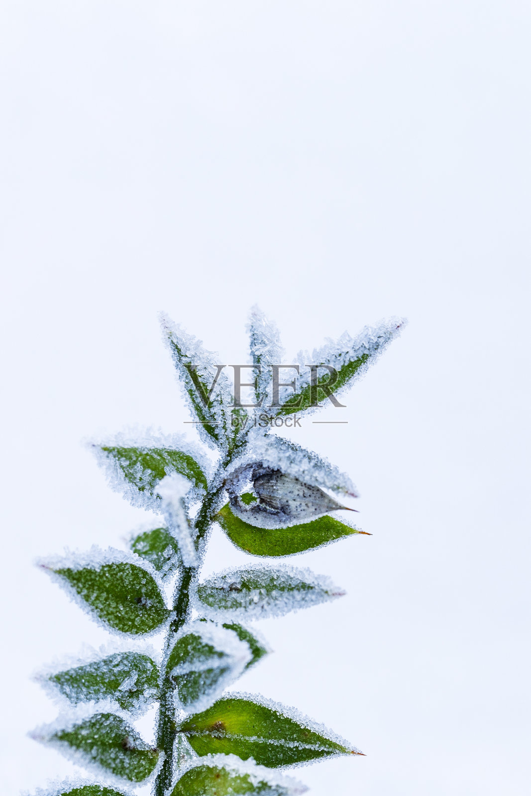 冬天，绿叶上覆盖着冰冷的白霜照片摄影图片
