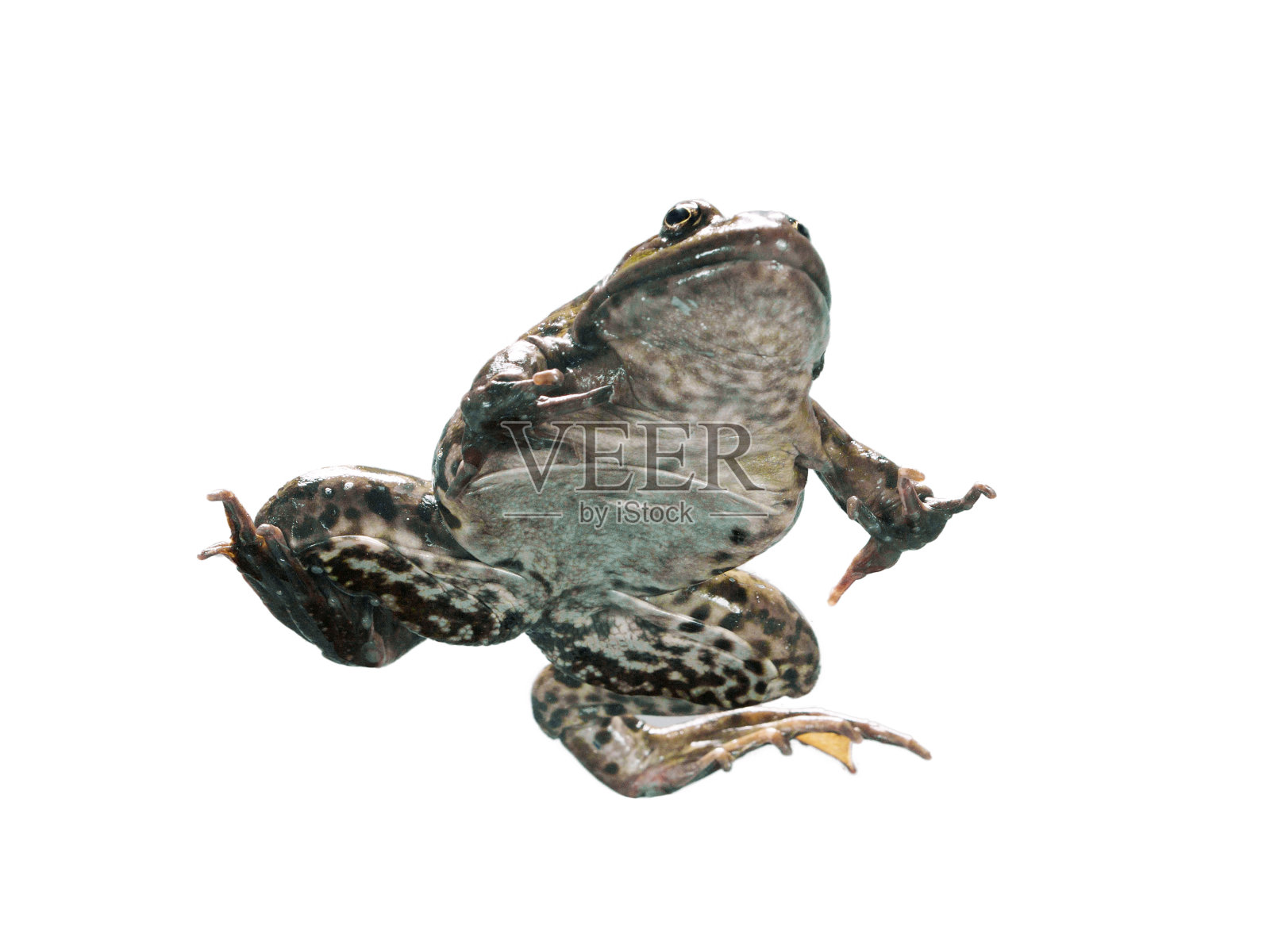 青蛙在不同的角度在一个白色的背景。照片摄影图片