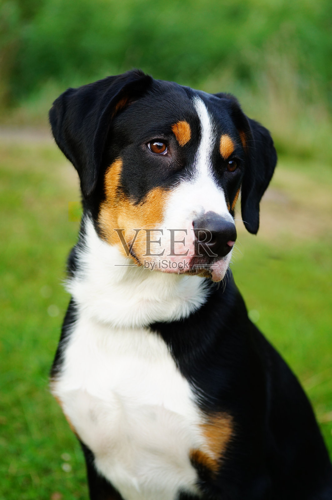 一个美丽的大瑞士山狗的肖像，也知道瑞士。照片摄影图片