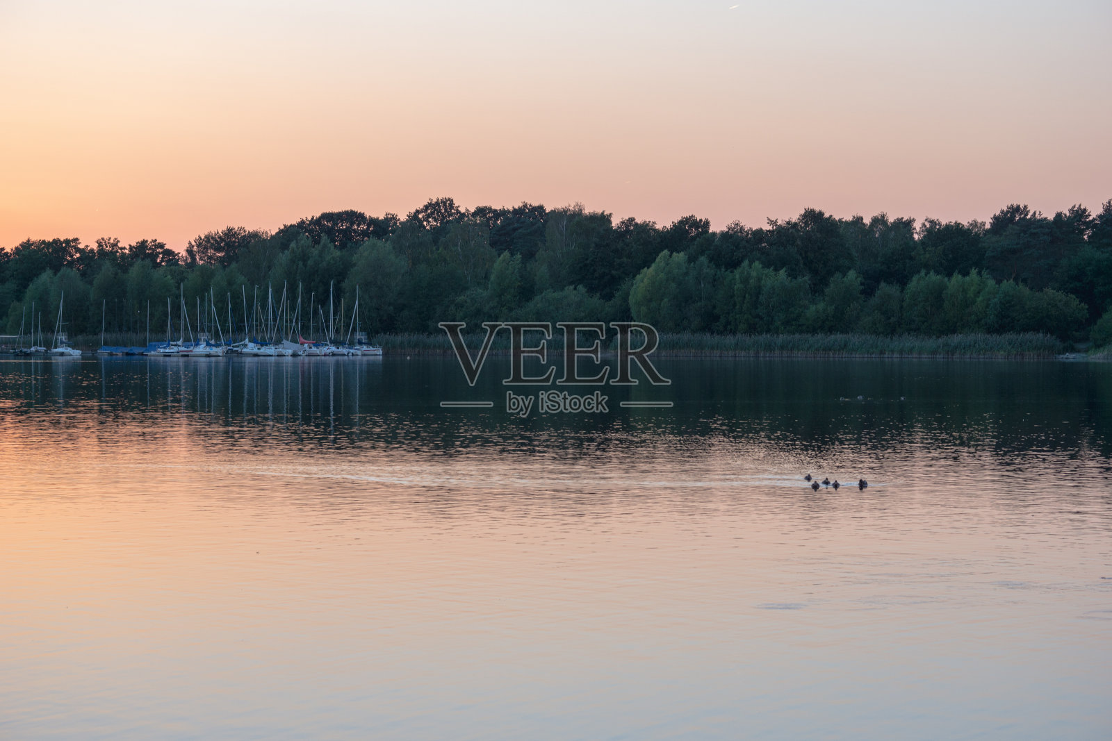 湖面上有芦苇和鸭子，雾气蒙蒙。清晨美丽的风景。照片摄影图片