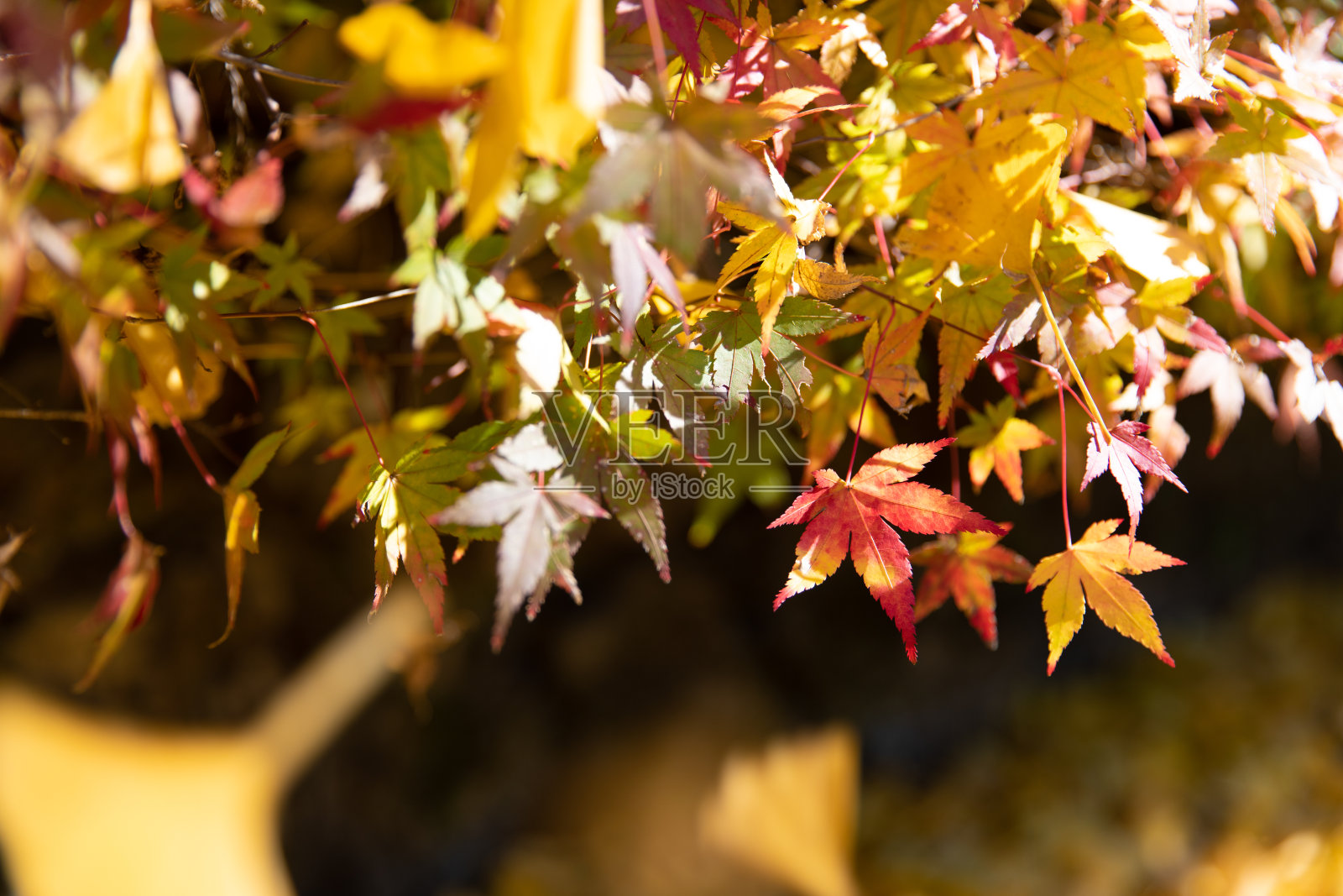 阳光下的日本枫树照片摄影图片