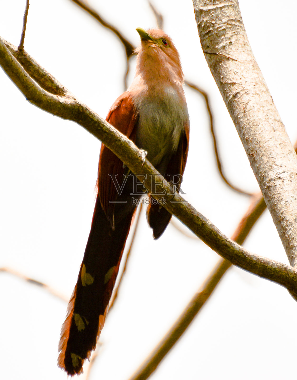 中美洲的鸟照片摄影图片