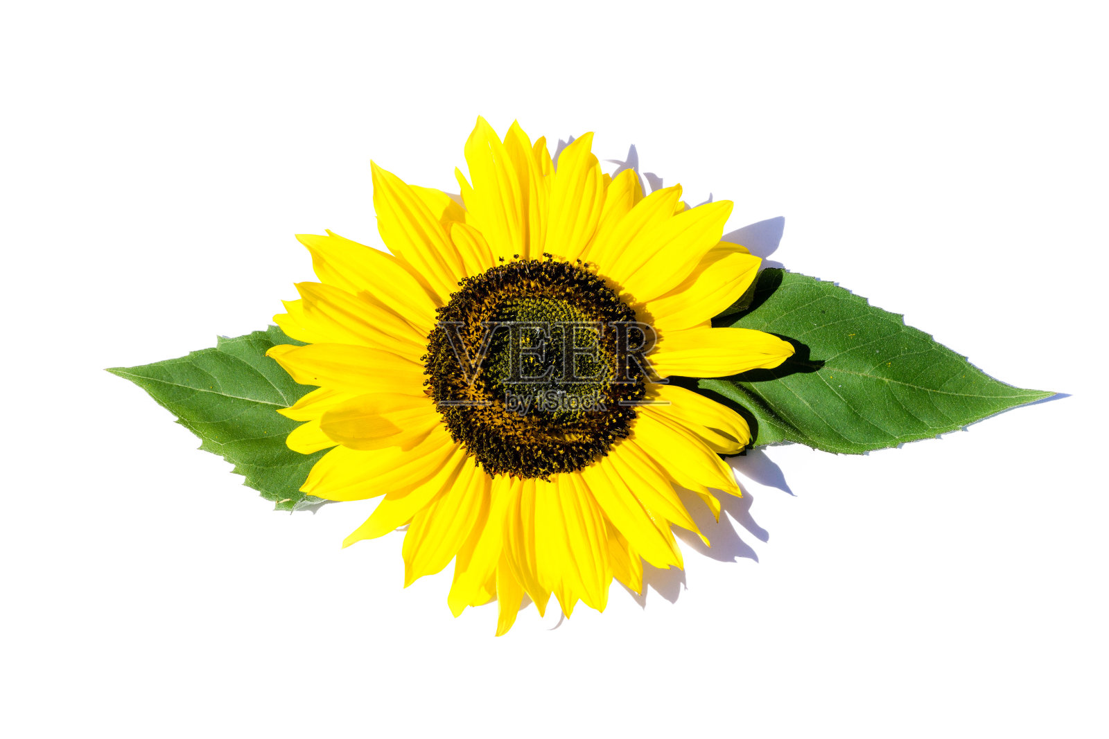 黄色向日葵孤立在白色背景上照片摄影图片