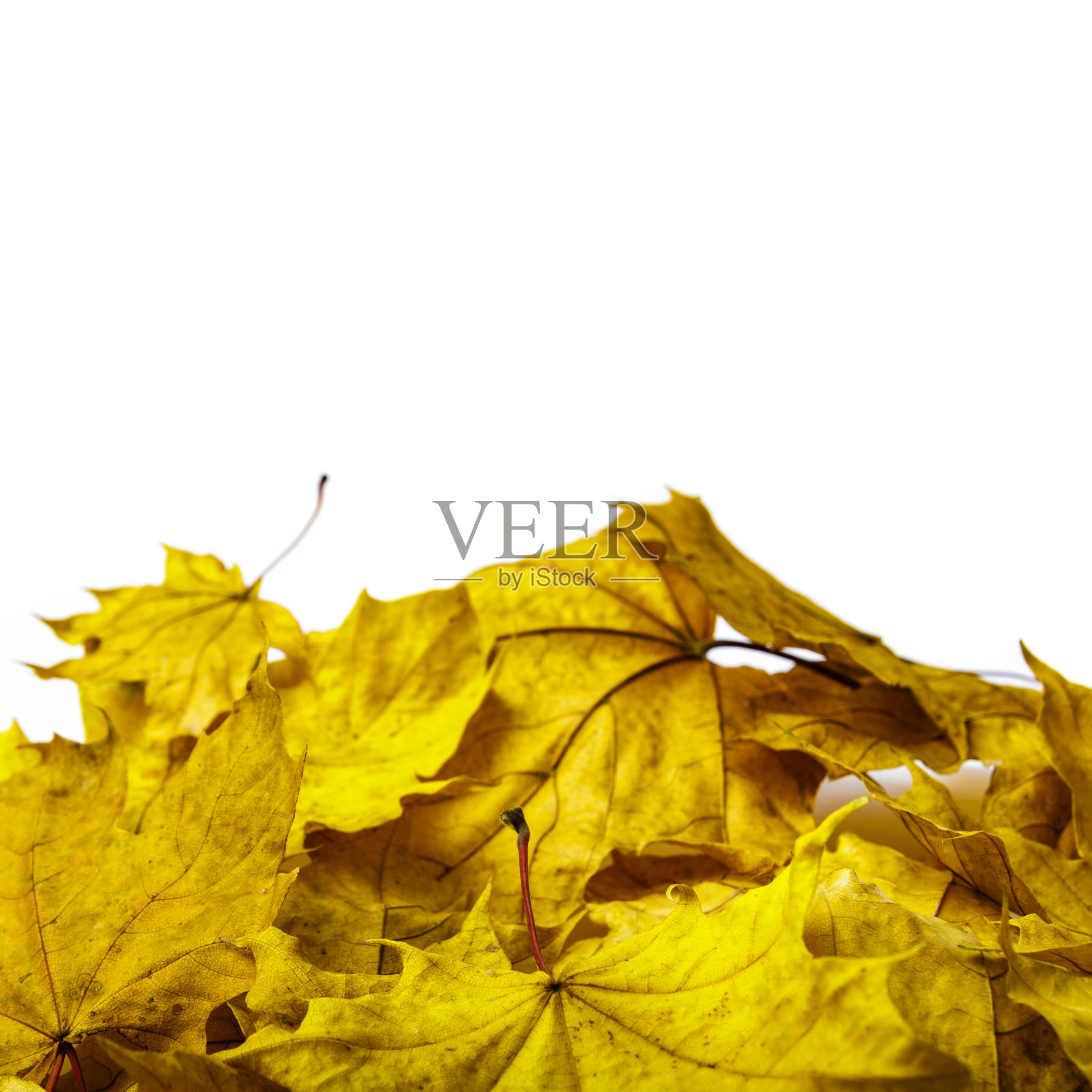 秋叶孤立在白色的背景上。色彩鲜艳的枫叶。叶。照片摄影图片