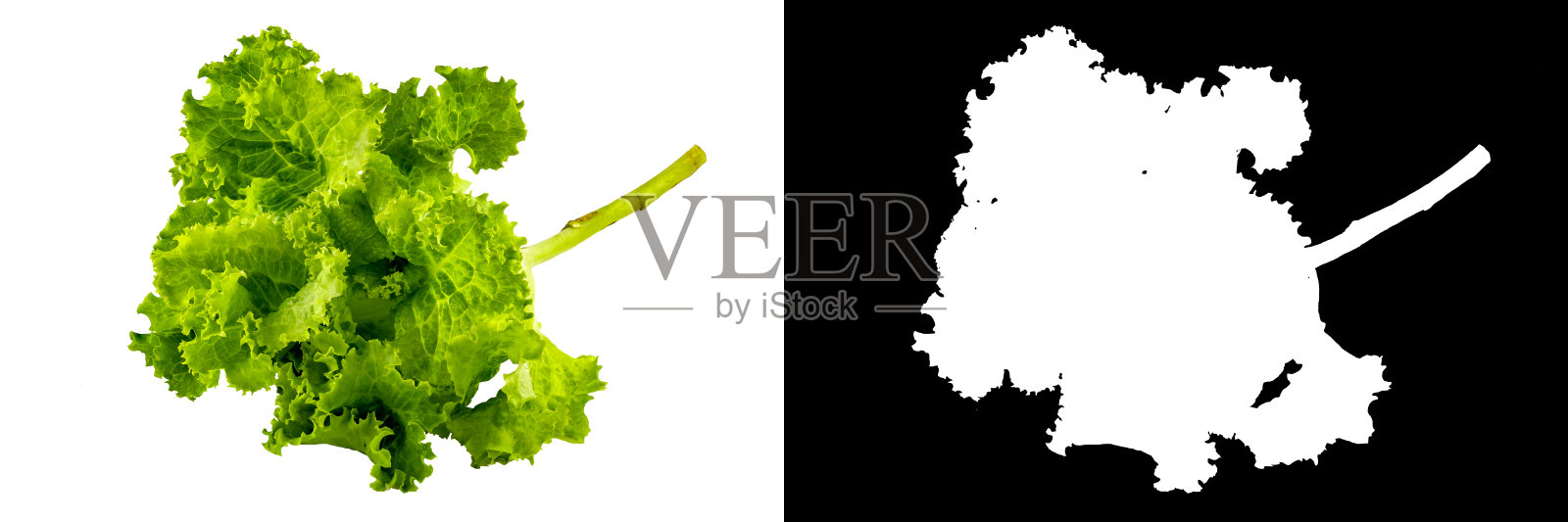 没有背景的莴苣头，有一个黑色的剪影照片摄影图片