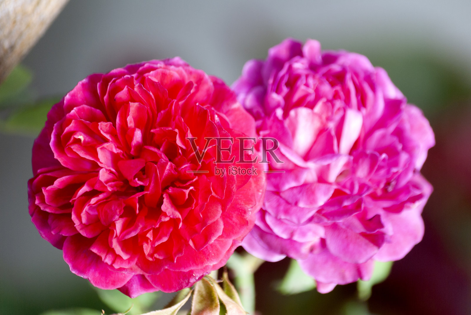 野生有机玫瑰花，粉红色，爱情，热带，新鲜，浪漫。照片摄影图片