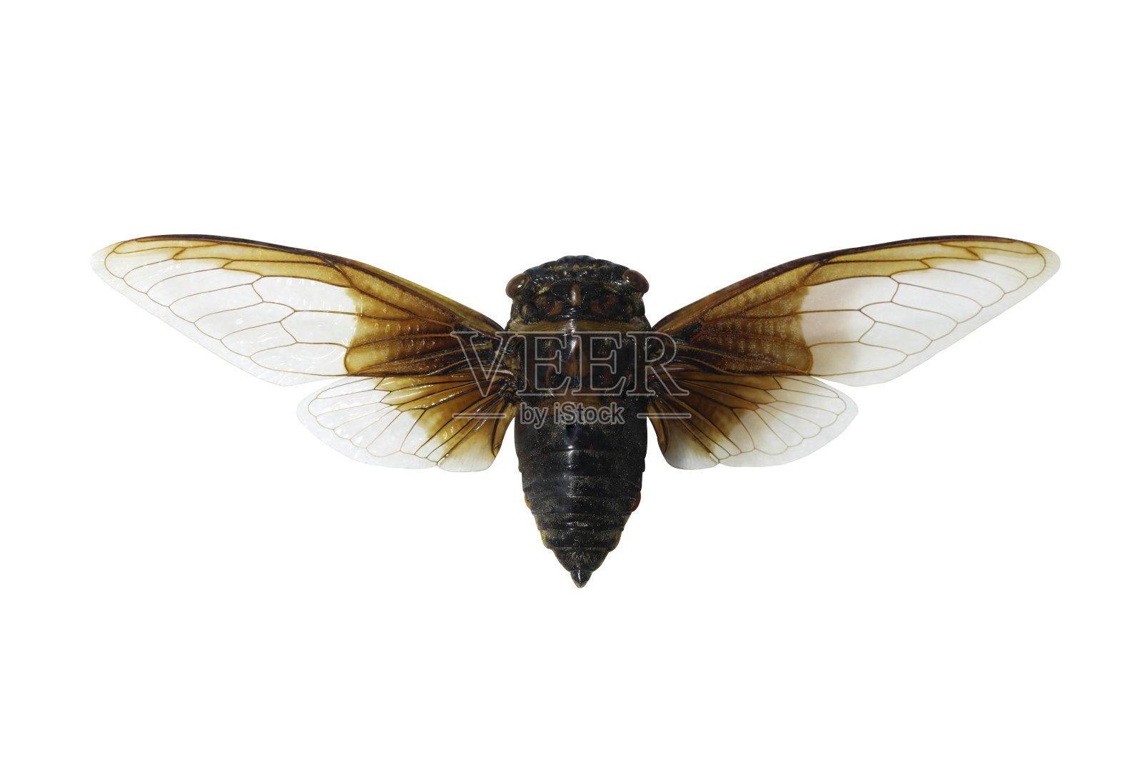 白底上的蝉照片摄影图片