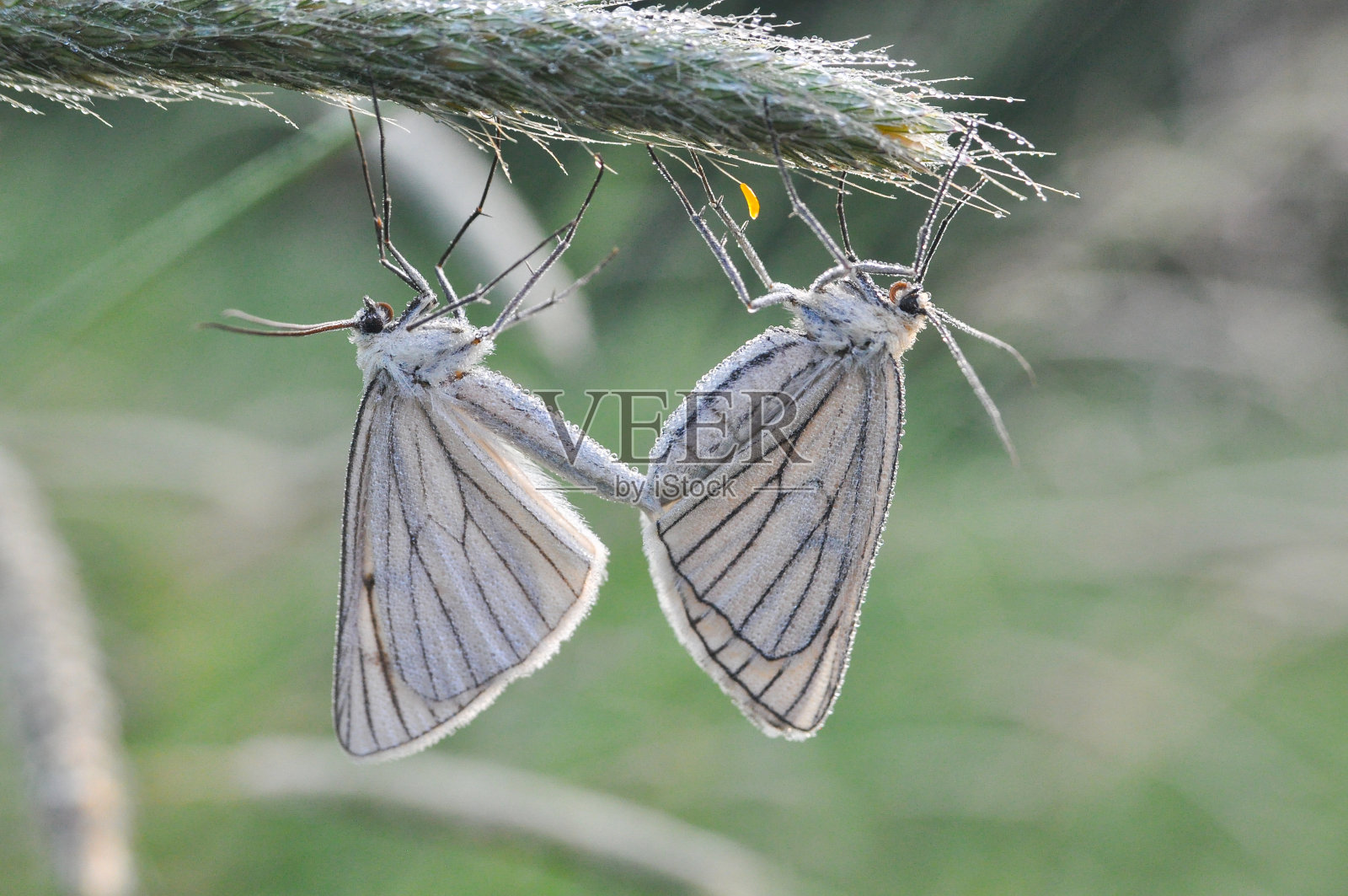 美丽的白蝴蝶在晨露中交配照片摄影图片
