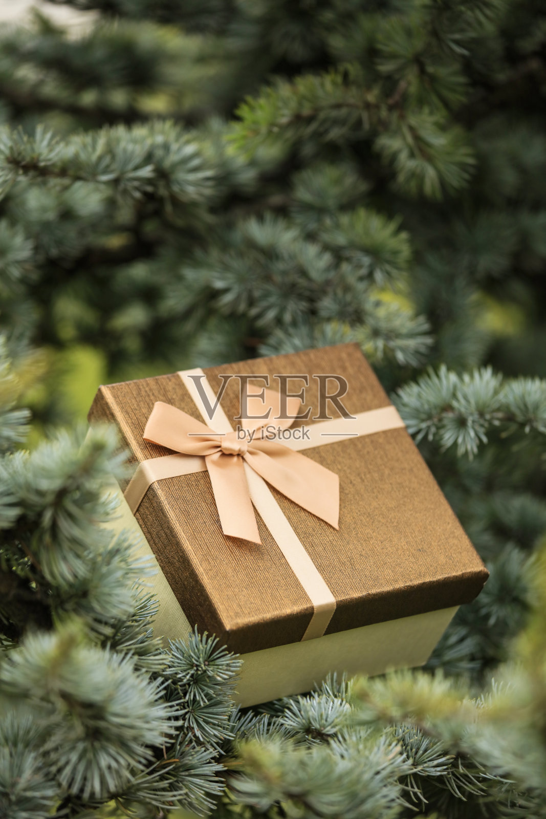 圣诞礼物盒在松树照片摄影图片