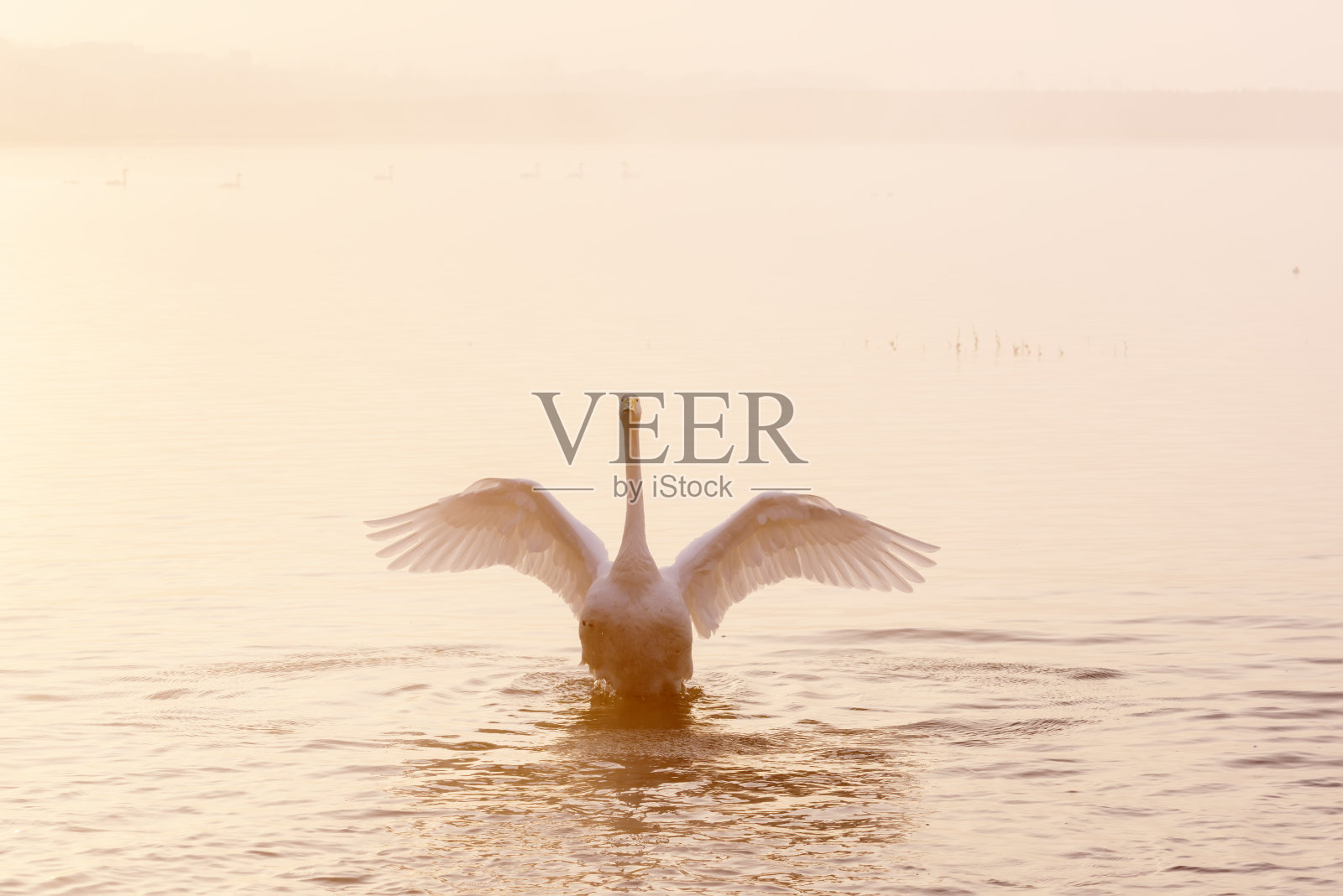 晨雾中的白天鹅在湖中翩翩起舞照片摄影图片