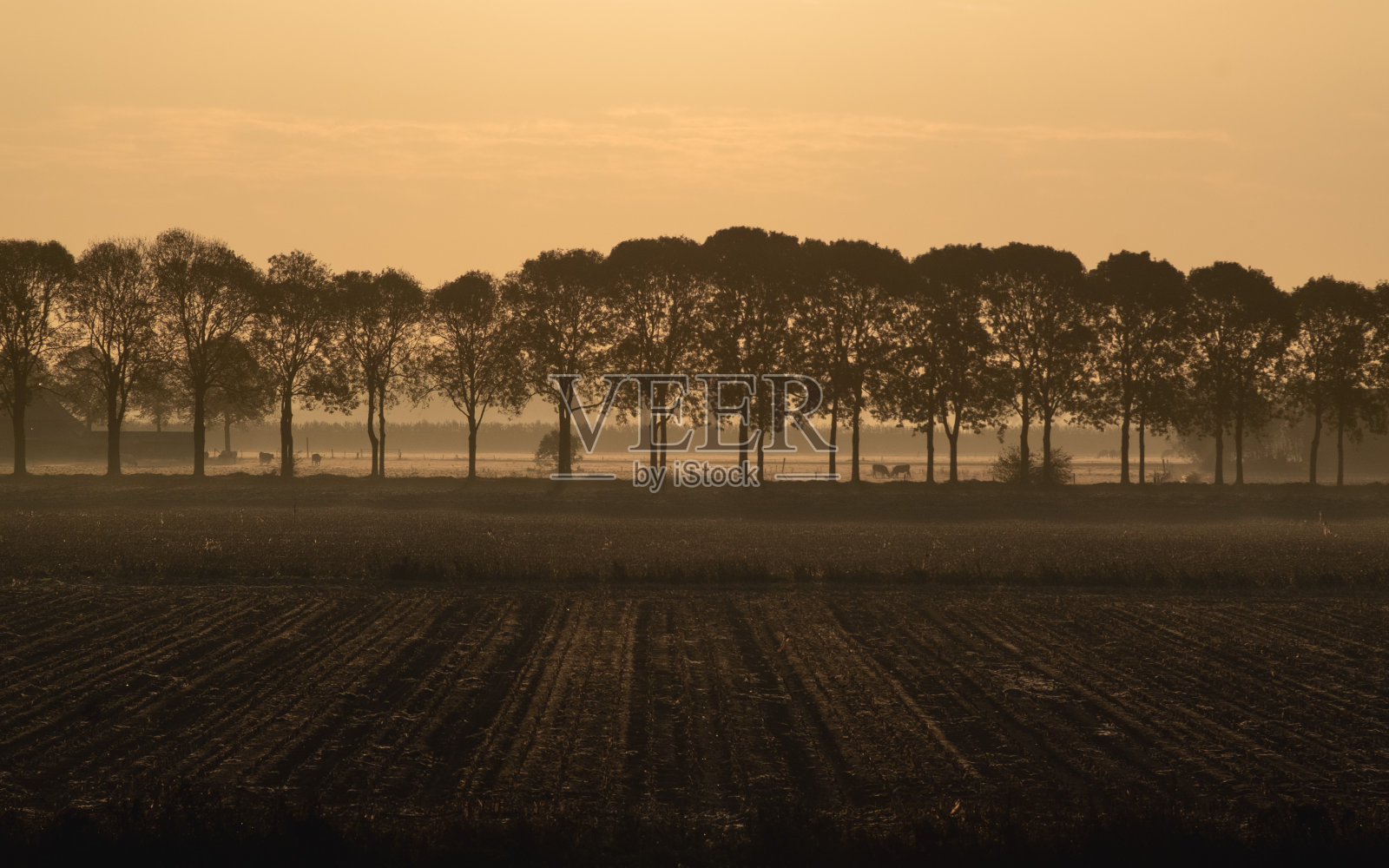 在早晨的阳光下，成排的树照片摄影图片