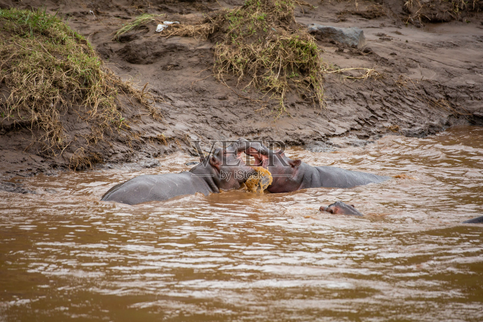 战斗河马照片摄影图片
