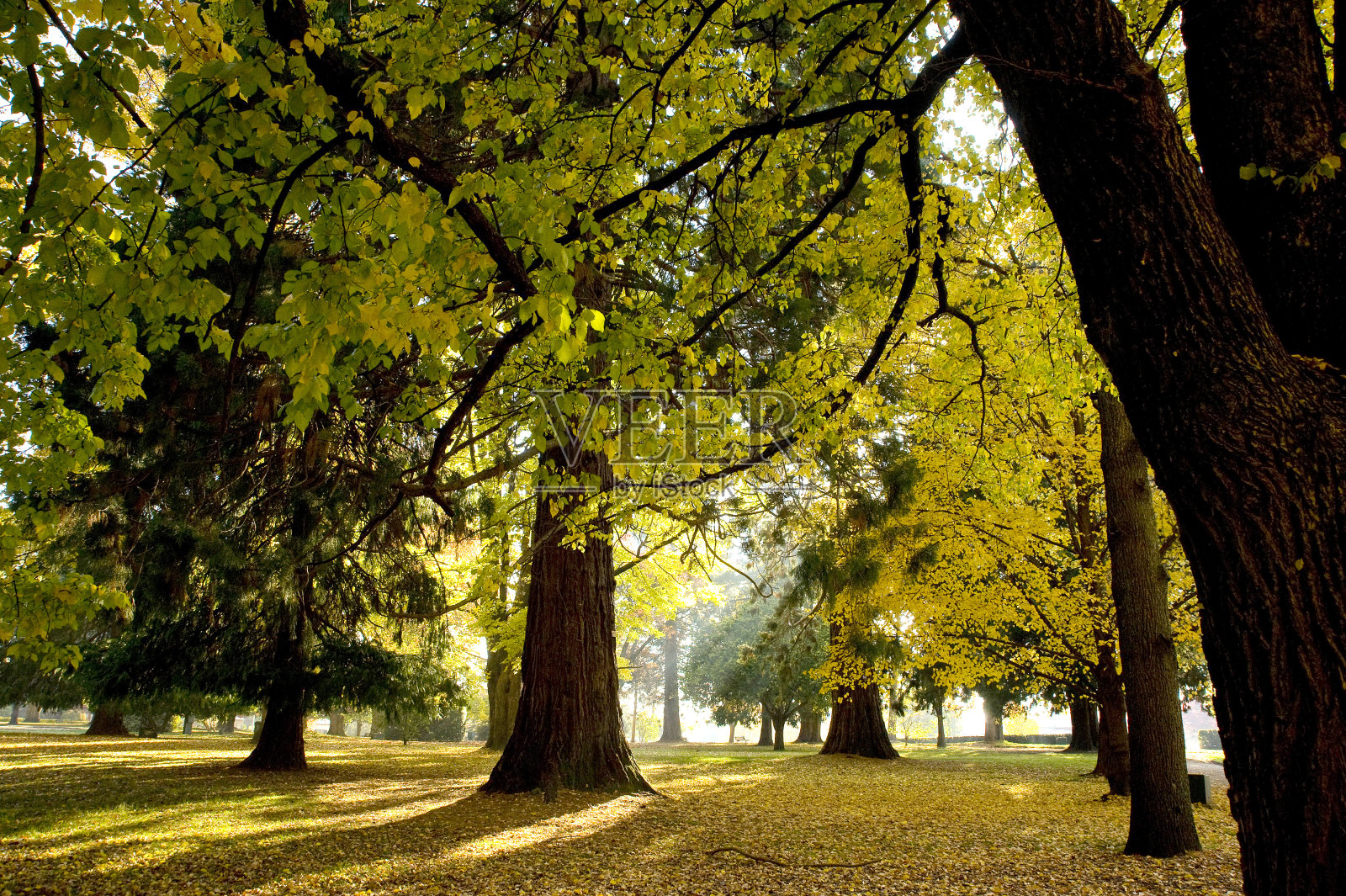 库克公园。照片摄影图片