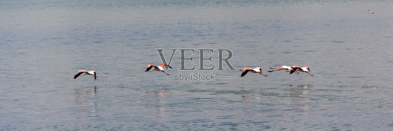 盐湖里的火烈鸟照片摄影图片