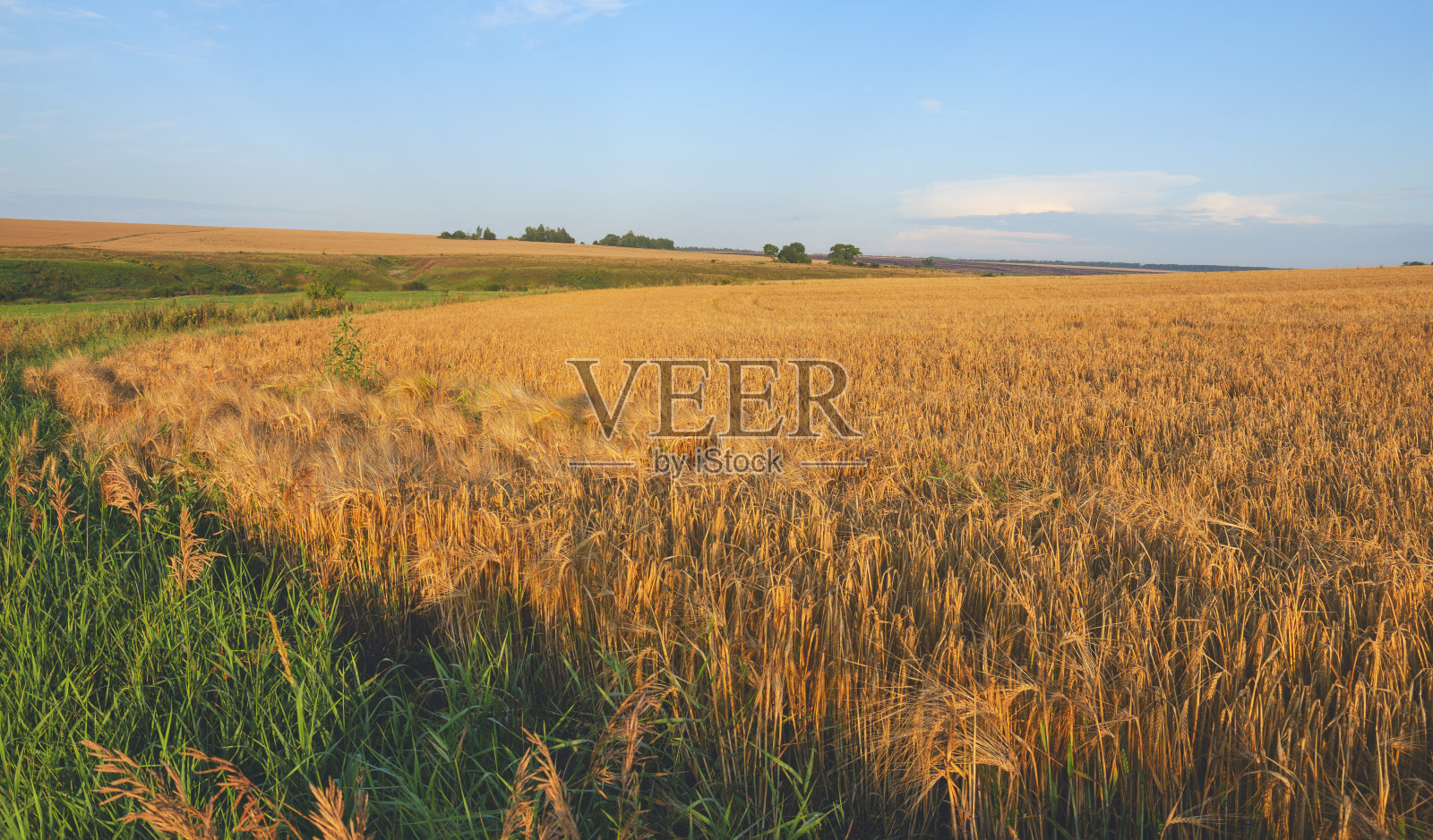 在早晨金色温暖的阳光下，蓝色多云的天空背景下，一片成熟的麦田。照片摄影图片