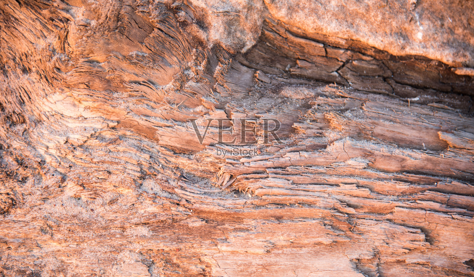 木材横截面照片摄影图片