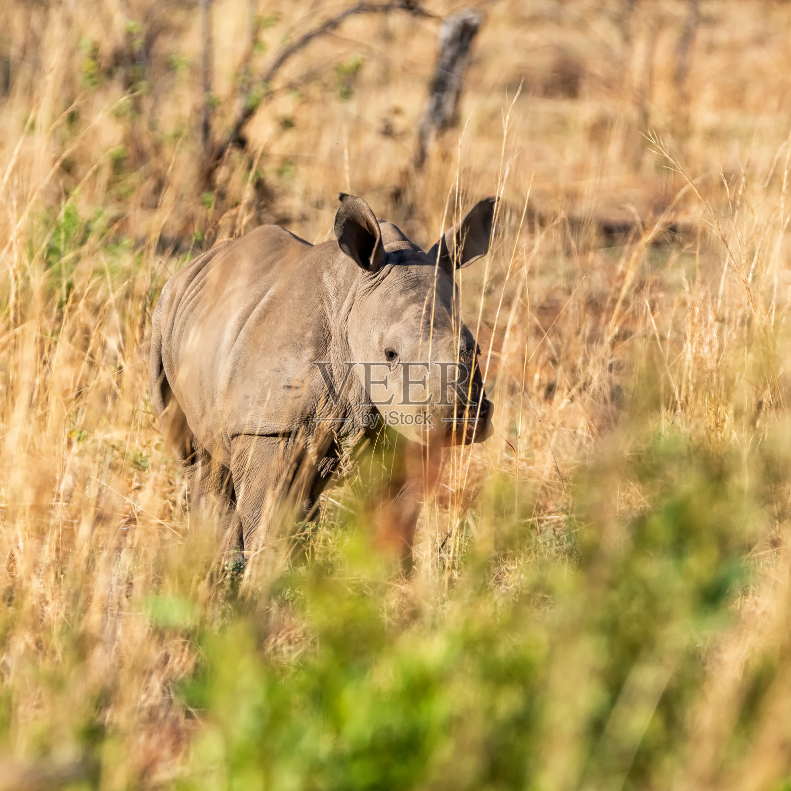 白犀牛小腿照片摄影图片