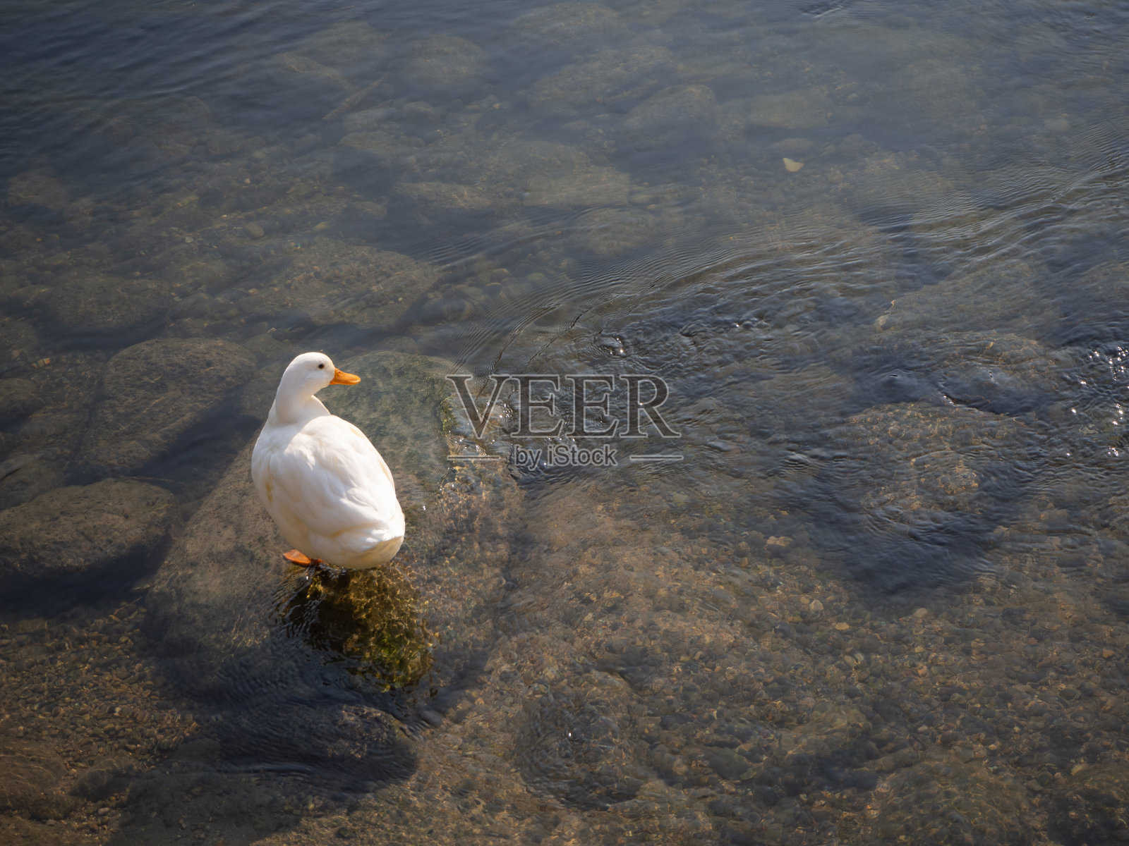 石头上的白鸭子照片摄影图片