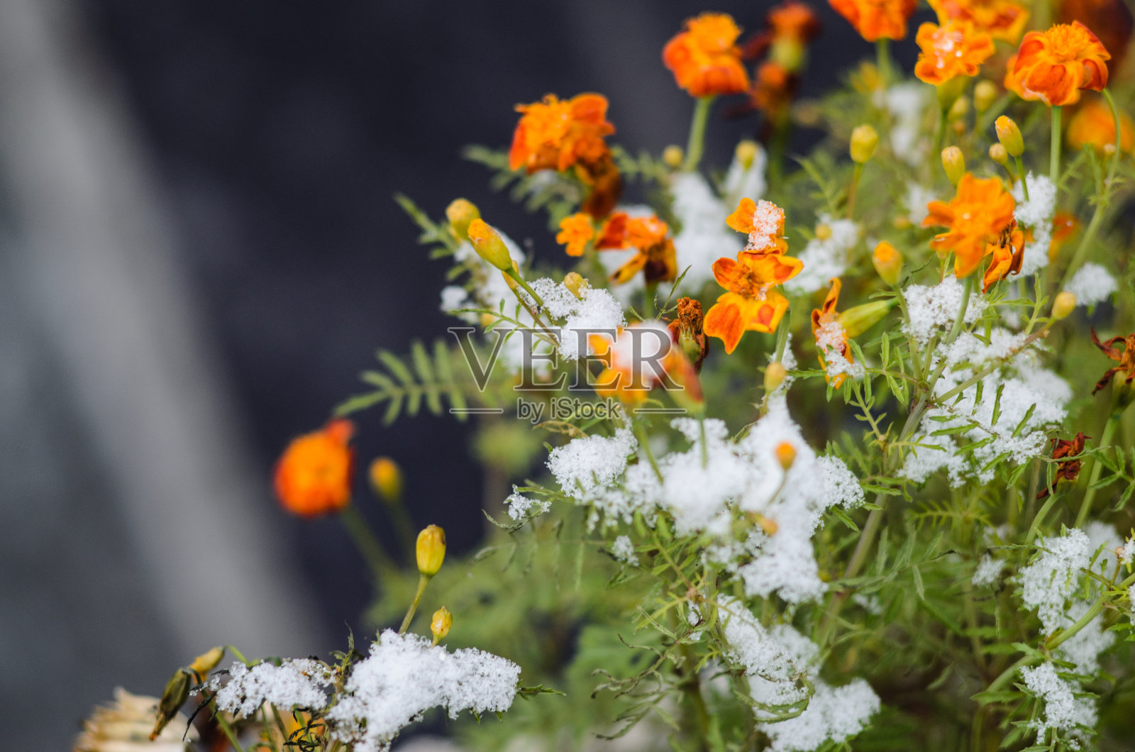 金盏花在雪下照片摄影图片