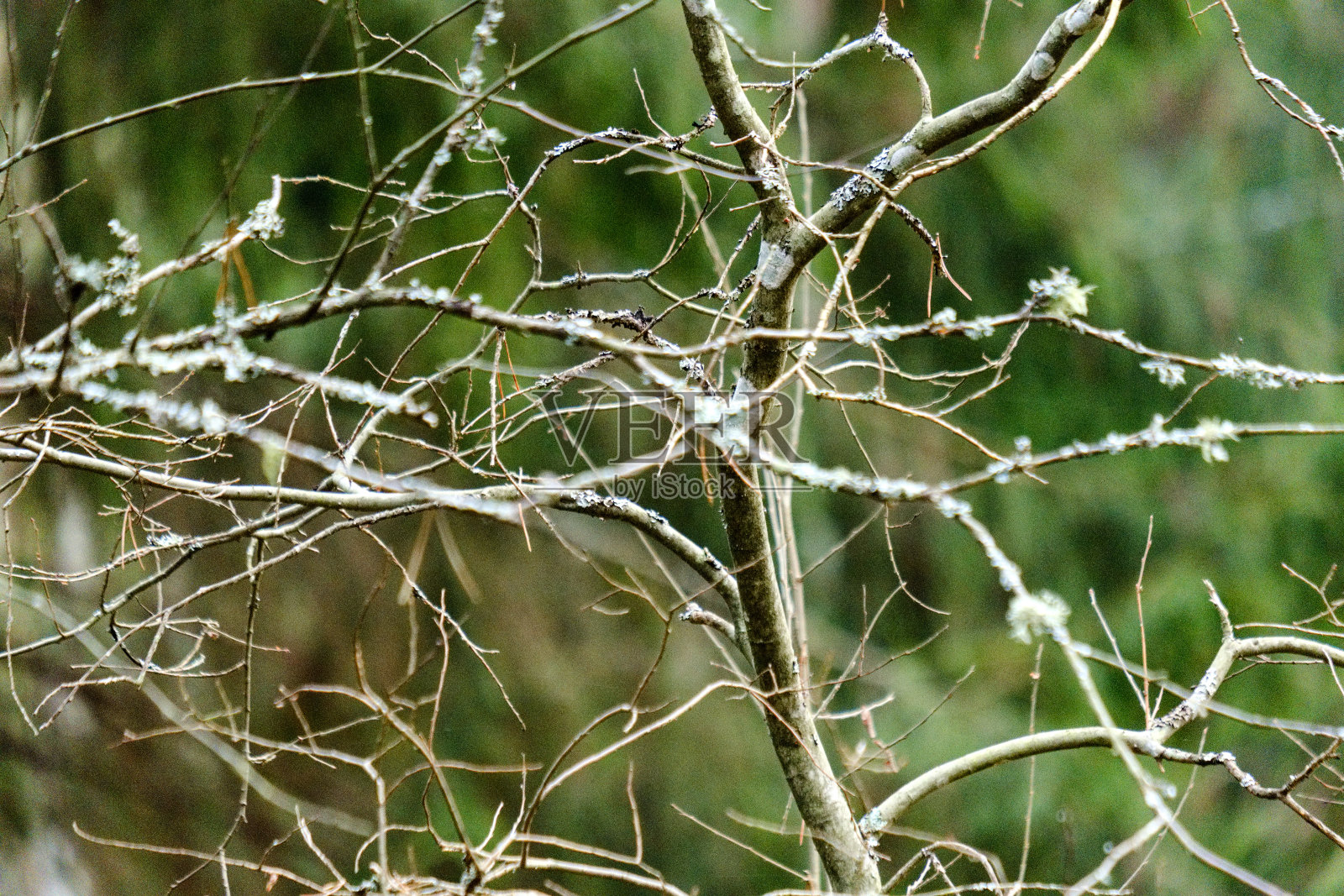 光秃秃的树枝在深秋没有叶子照片摄影图片