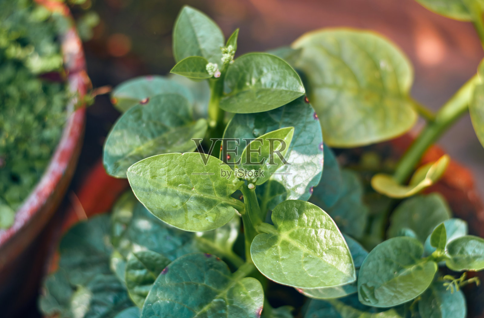 菠菜叶照片摄影图片