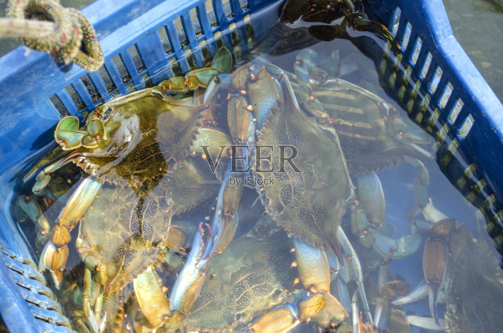 大量的蓝蟹照片摄影图片