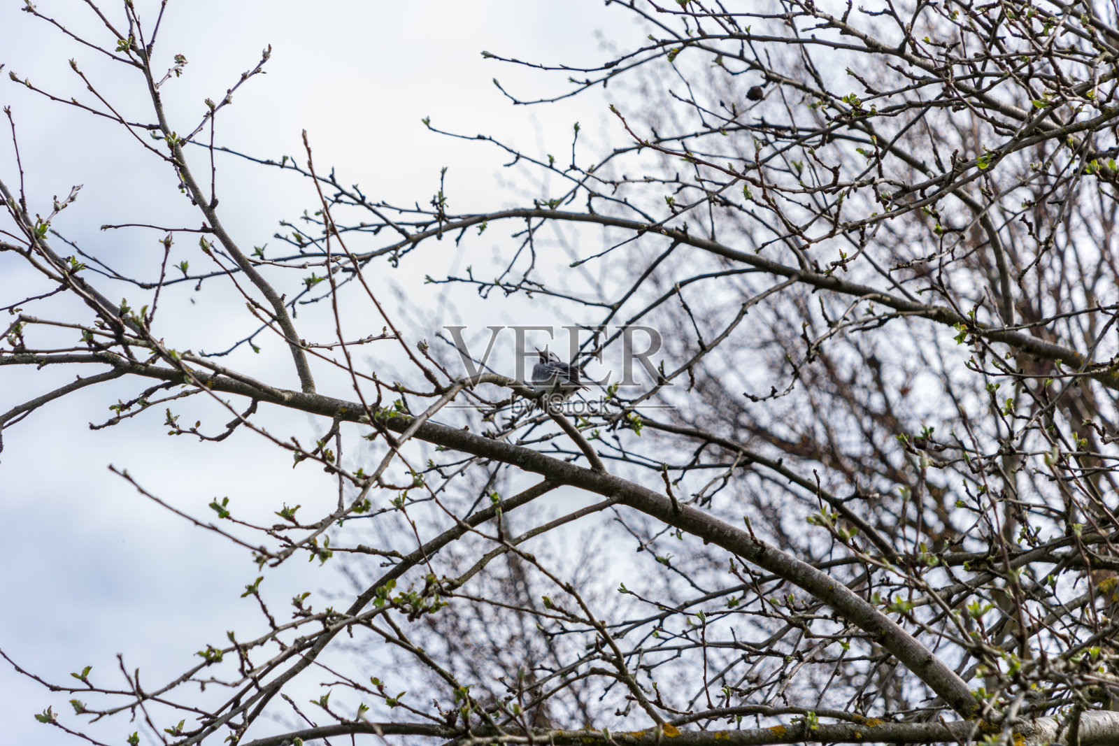 光秃秃的树枝在深秋没有叶子照片摄影图片