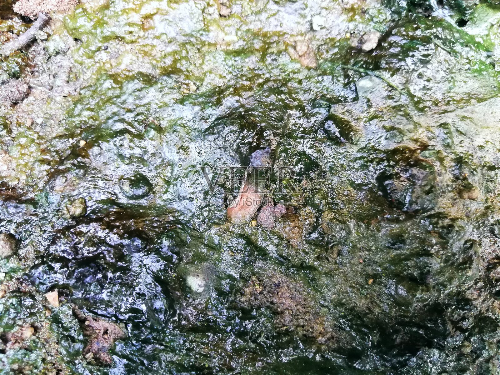 绿色苔藓的背景纹理在自然界照片摄影图片