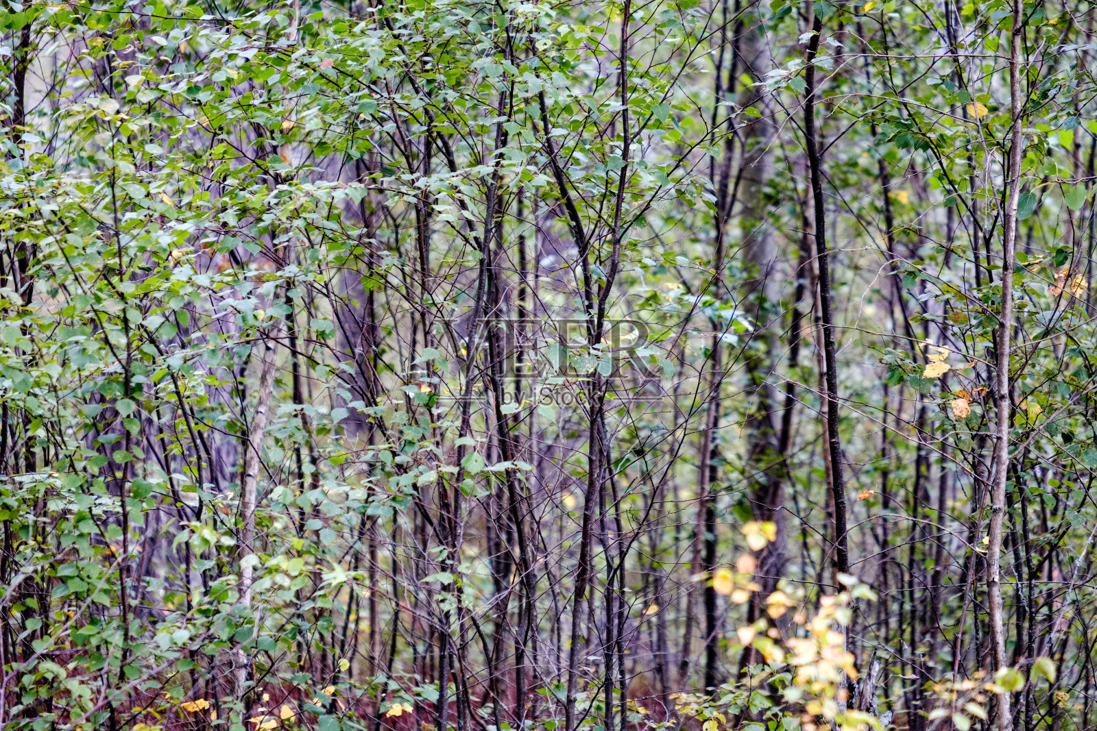 森林的细节，树干和绿色的树叶在夏天照片摄影图片
