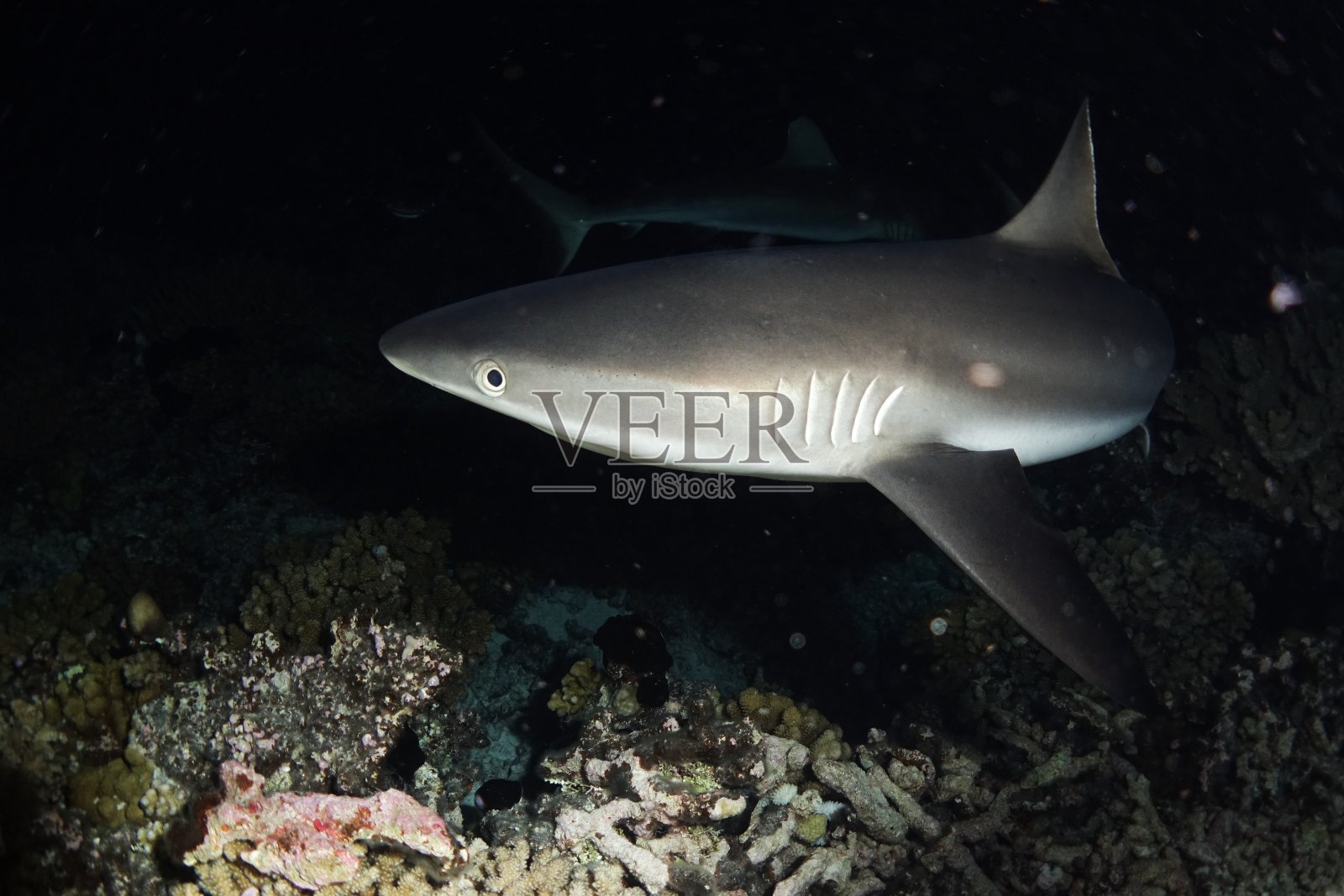 灰礁鲨照片摄影图片