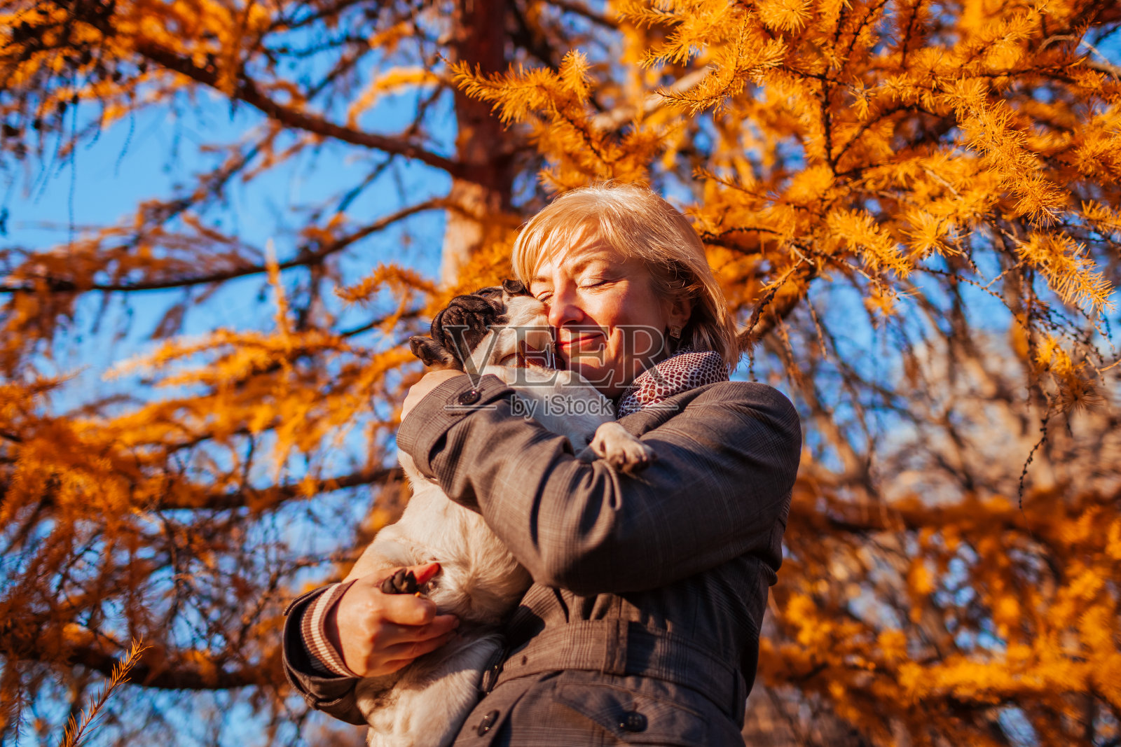 主人在秋季公园遛哈巴狗。快乐的女人拥抱宠物。照片摄影图片