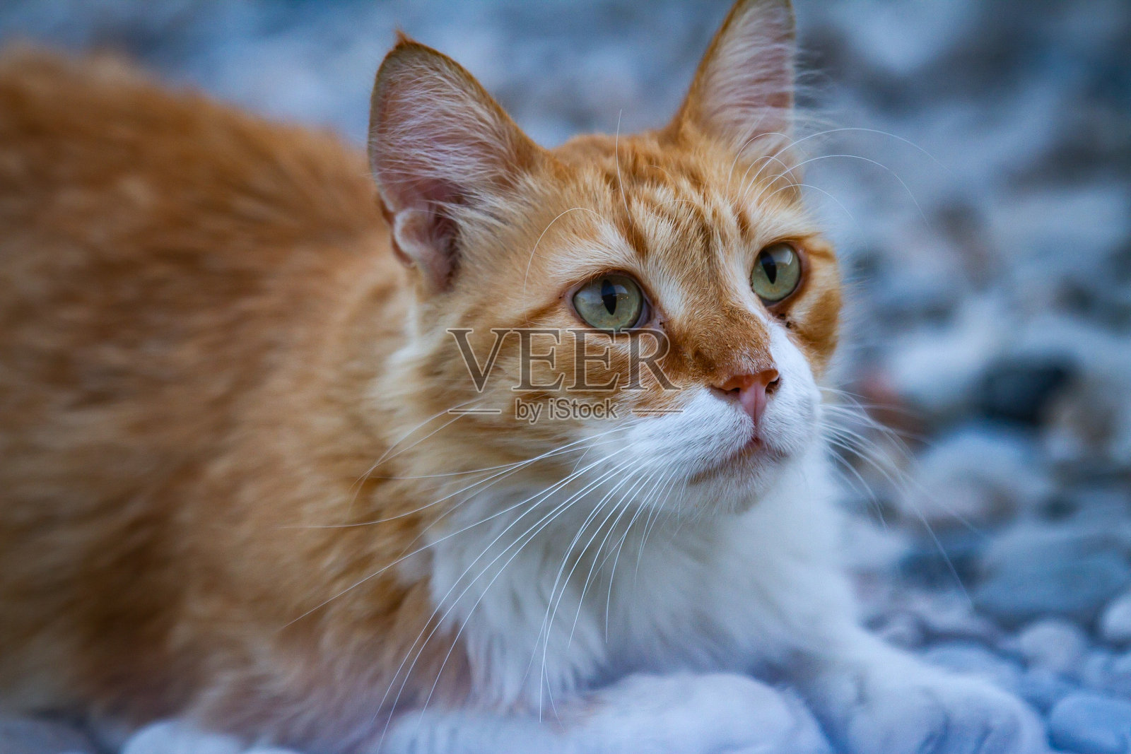 海滩上典型的地中海猫(希腊萨摩斯岛)照片摄影图片