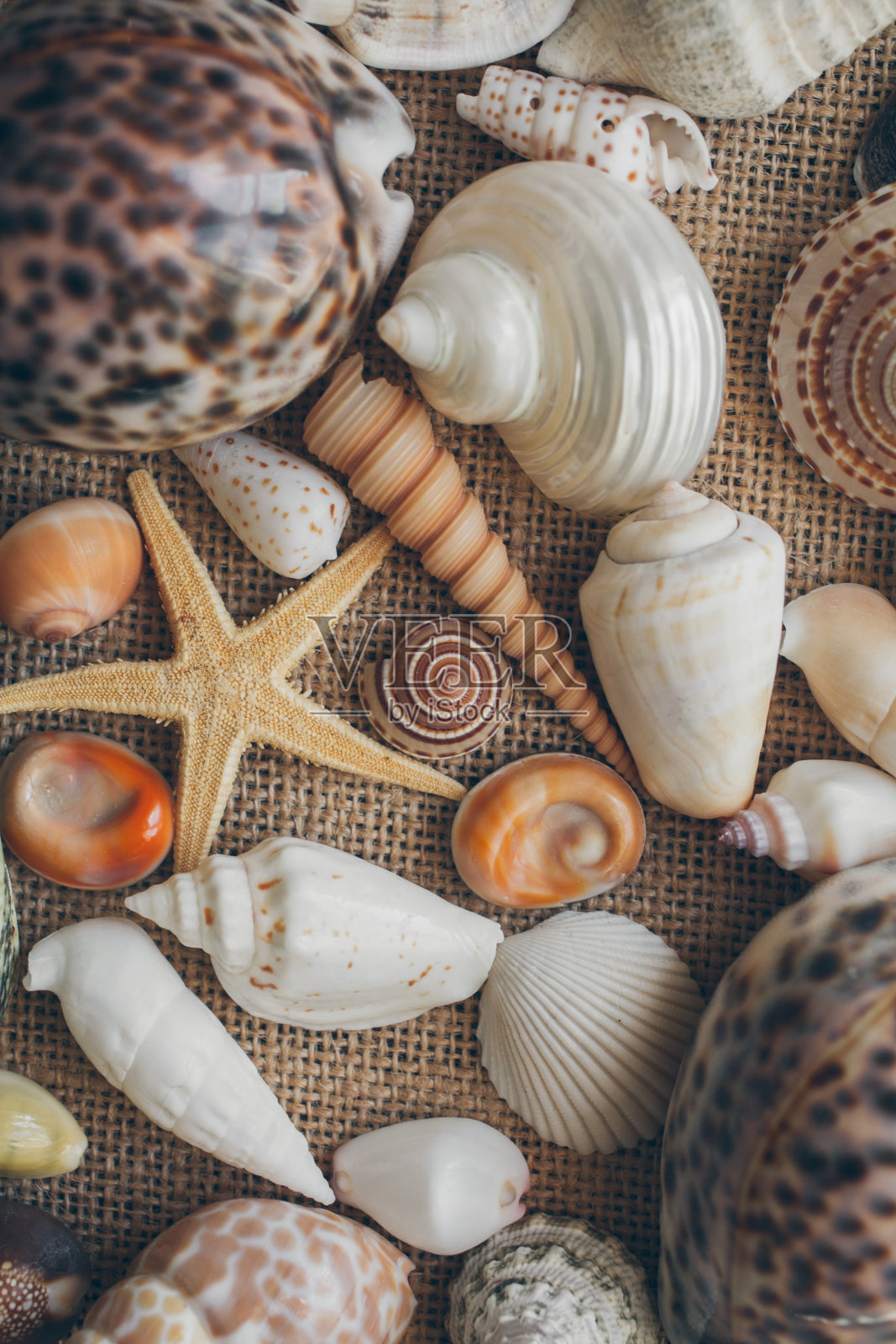 贝壳混合背景。贝壳纹理和设计背景的特写。照片摄影图片