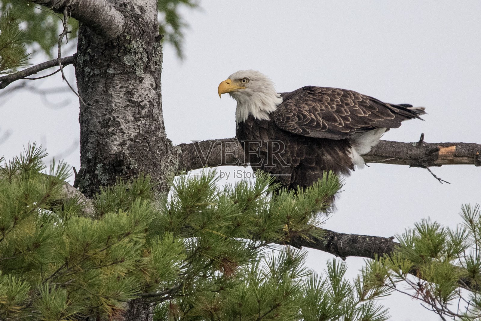 北方秃鹰在大松树俯瞰温尼珀索基湖照片摄影图片