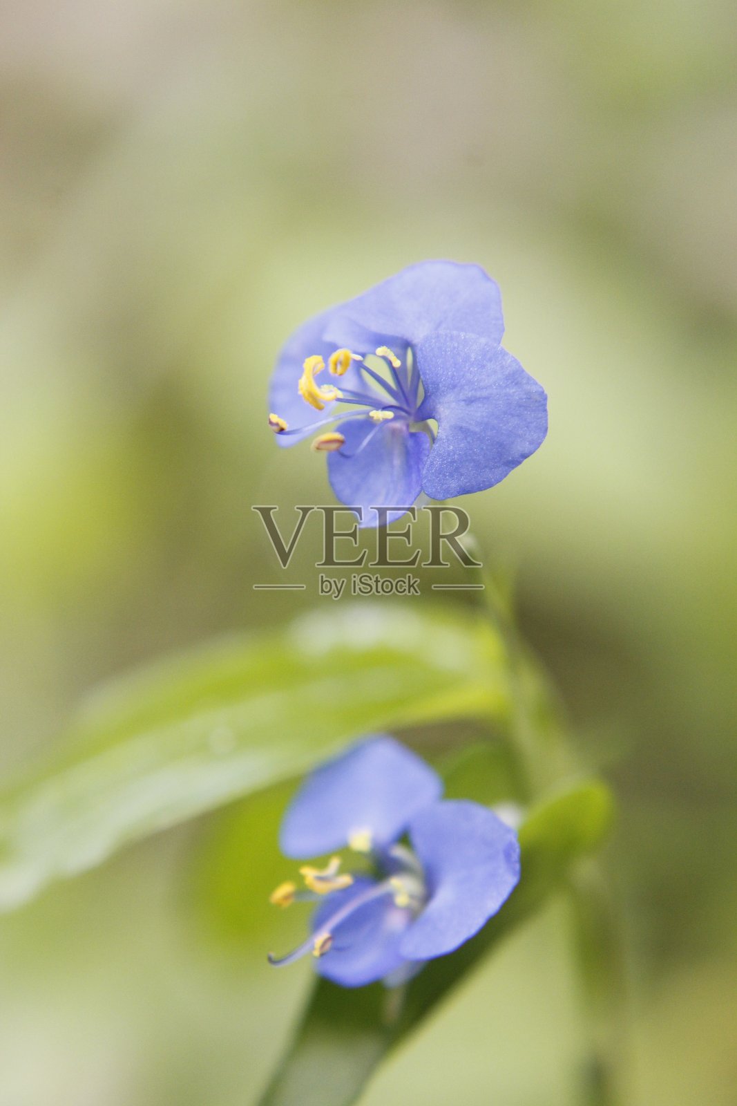 蓝紫色/深钴蓝/pala蓝的特写颜色Commelina benghalensis Linn(日花，露花，印地语名:Kanchara，考阿-凯伊尼，Kanuraka)花与绿色背景模糊。照片摄影图片