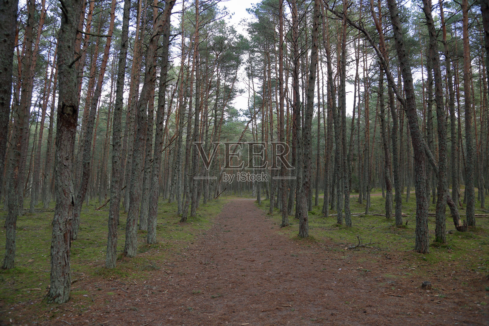 舞蹈森林，库尔纳斯吐，俄罗斯照片摄影图片