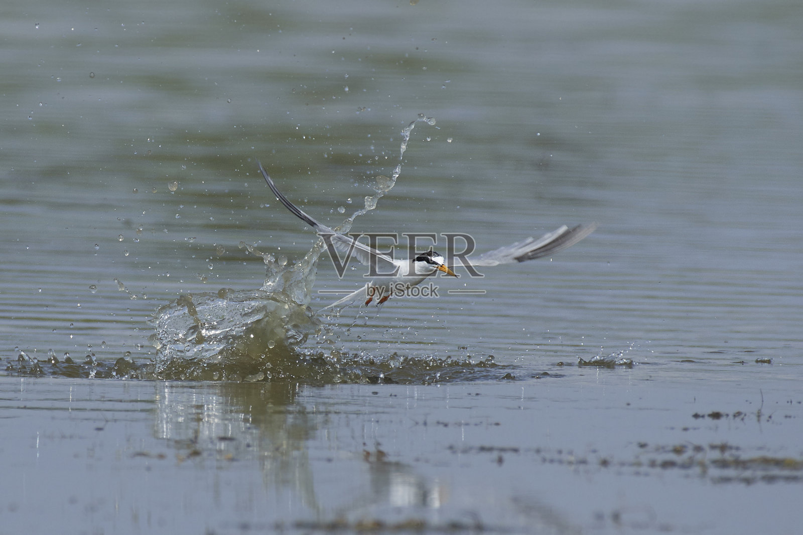小燕鸥(燕鸥)照片摄影图片
